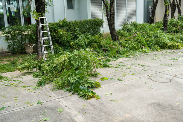 Tree Root Removal in Staples, MN